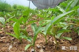 半夏高产栽培技术视频,半夏高产栽培技术要点解析