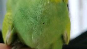 鹦鹉哭视频,感人视频揭示动物情感世界