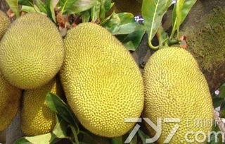 菠萝蜜如何剥开视频,轻松掌握开果技巧